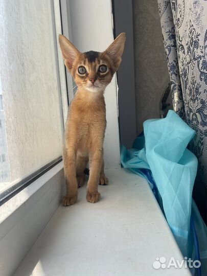 Абиссинские котята с документами