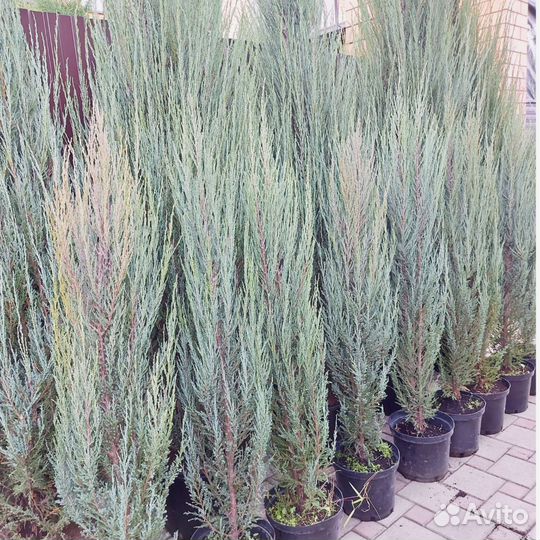 Можжевельники скальные вертикальные Блю Эрроу и Му