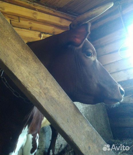 Тёлка айширская