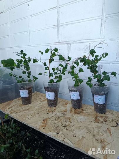 Фикус Барок