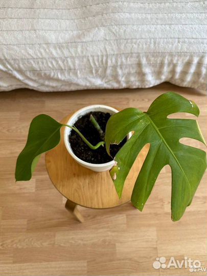 Монстера деликатесная