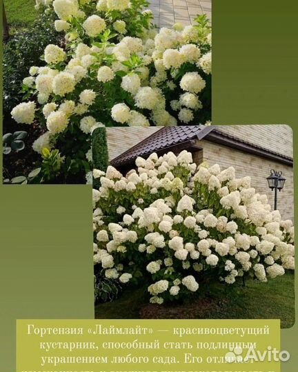 Гортензия метельчатая