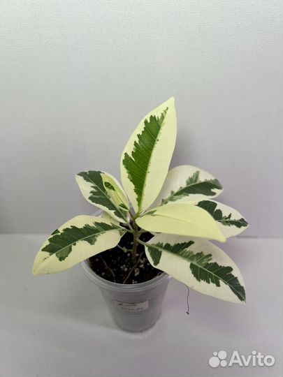 Фикусы сортовые