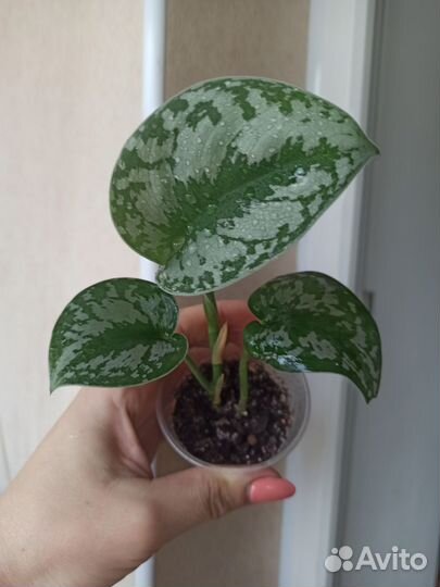 Эпипремнумы (сциндапсусы), сингониумы