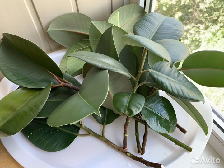 Фикус эластика Робуста