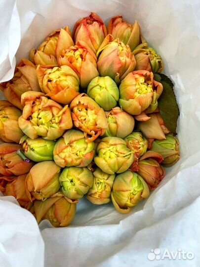 Тюльпаны розница опт