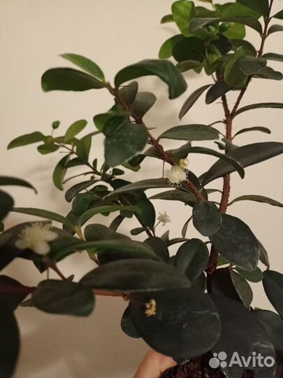 Миртовое дерево