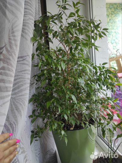 Фикус бенджамина