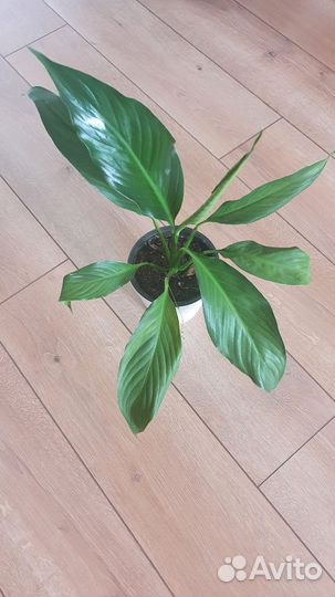 Спатифиллум