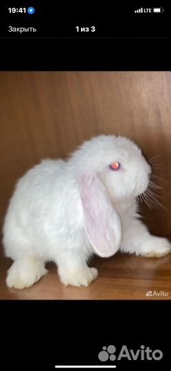 Декоративные кролик
