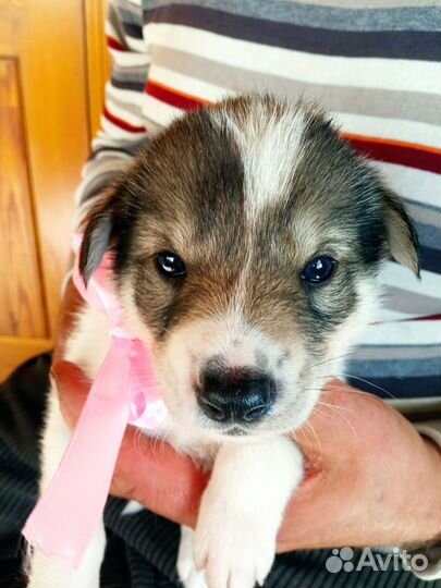 Щенки сибирской хаски