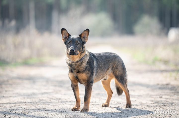 Собака в добрые руки