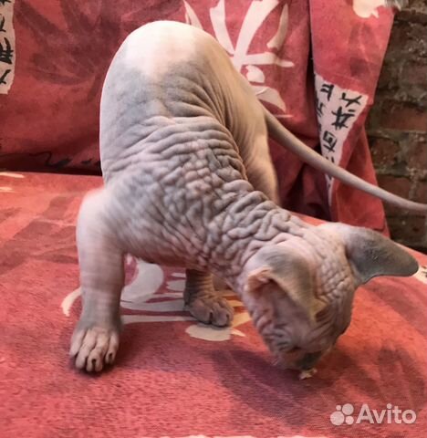 Котёнок мальчик бамбино �крутой морщинистый крепыш объявление продам
