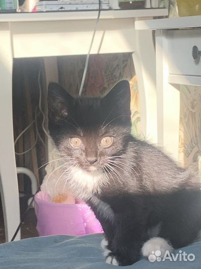 Кошка в дар бесплатно