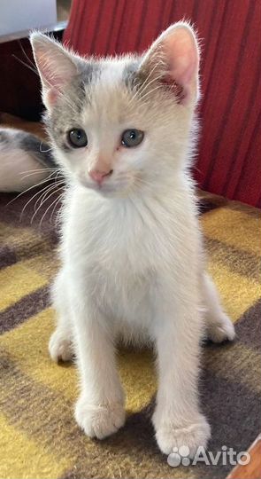 Белые котята в добрые руки