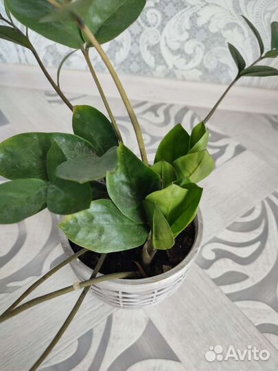 Замиокулькас. Долларовое дерево