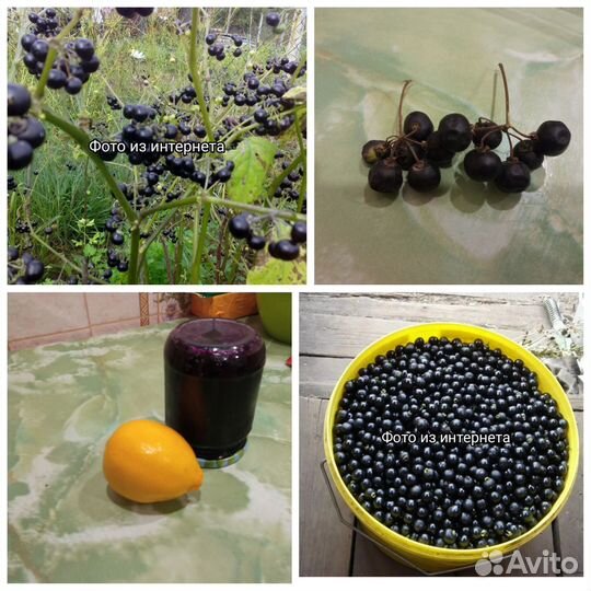 Календула/ Ноготки + Санберри в подарок