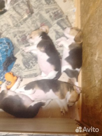 Щенки бигля