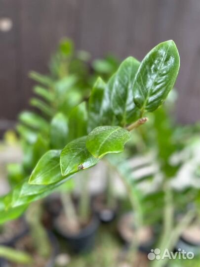 Цветы домашние в горшках