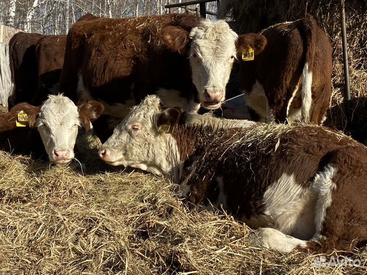 Коровы и тёлки герефорд до 40 голов
