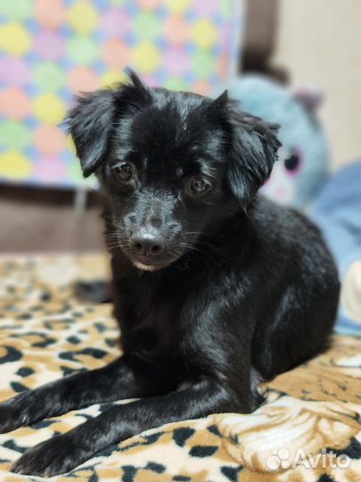 Мелкая собачка фенотип тойчика