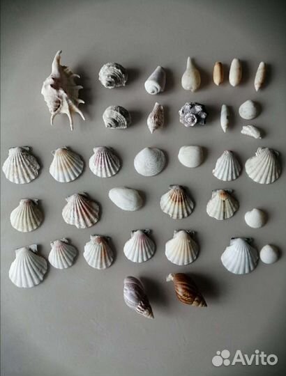 Коралл ракушки морская звезда