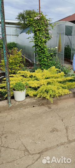 Можжевельник Голд стар