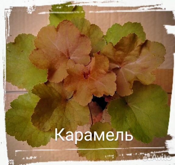 Набор гейхер 12 шт