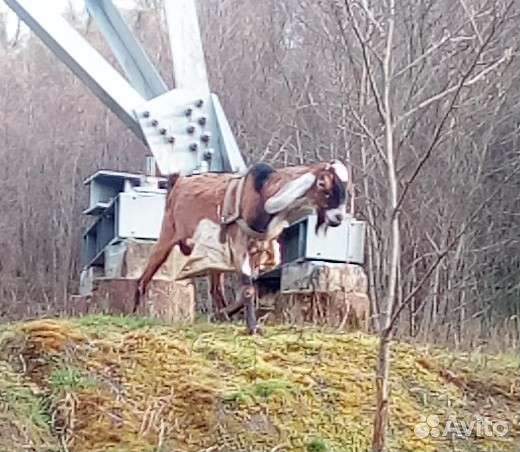 Англо нубийский козел