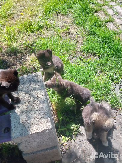 Щенят отдам в добрые руки