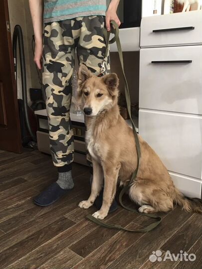 Стерилизоанная Элка, привитая в дар