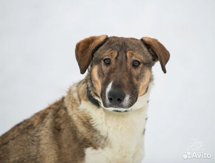 Самый верный друг