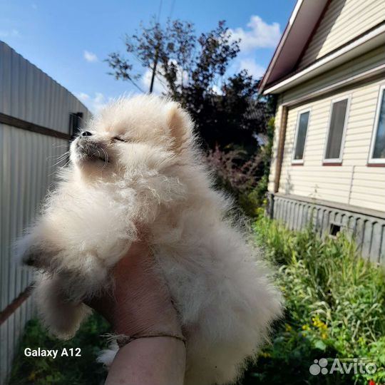 Карманная собачка