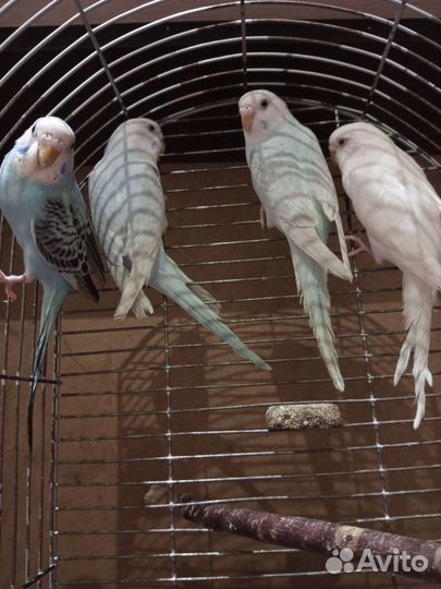 Птенцы, волнистого попугая