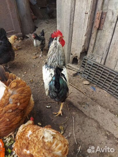 Петух