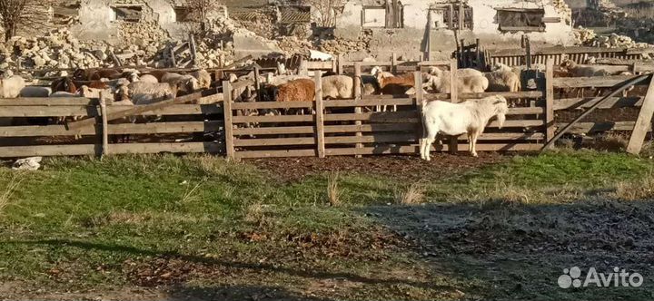 Овцы бараны