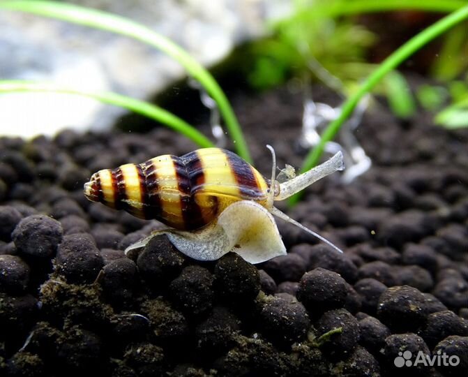 Башня в аквариум 500. Улитка Хелена 50 р