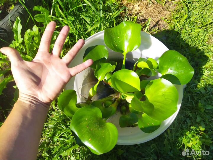 Эйхорния водный гиацинт