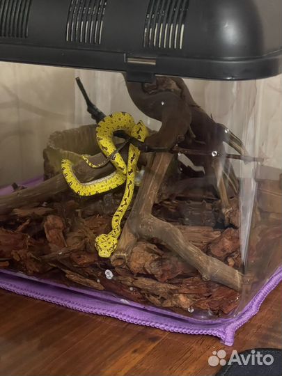 Змея зеленая-древесная