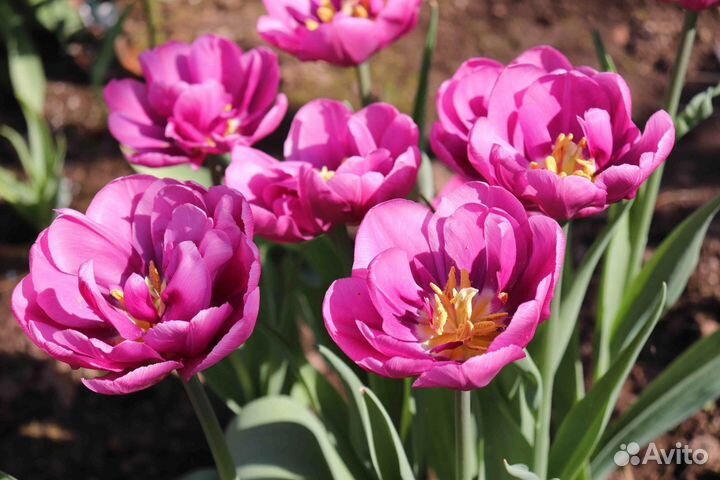 Пурпл Скай пионовидный тюльпан. Луковица