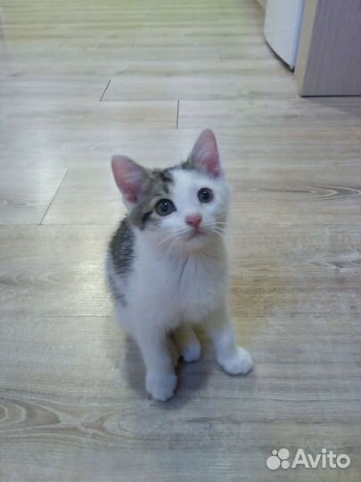 Котенок мальчик бесплатно