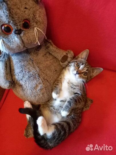 Котята-девочки в добрые руки