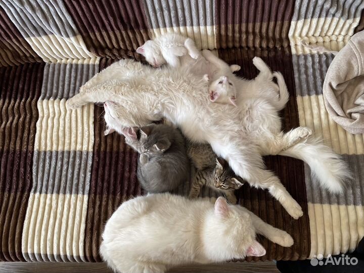 Котята в добрые руки