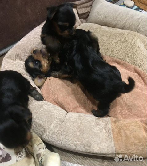 Йоркширский терьер