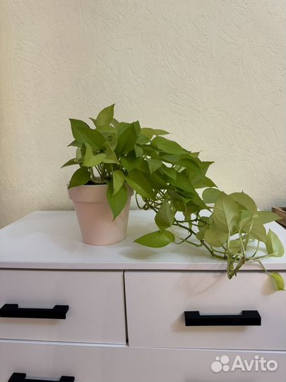 Эпипремнум неон