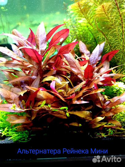 Аквариумные растения