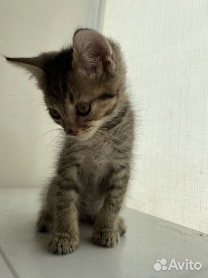 Котята в добрые руки(две девочки и один мальчик)