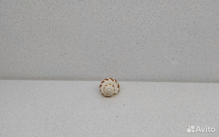 Бабилония 4,1 морская ракушка раковина