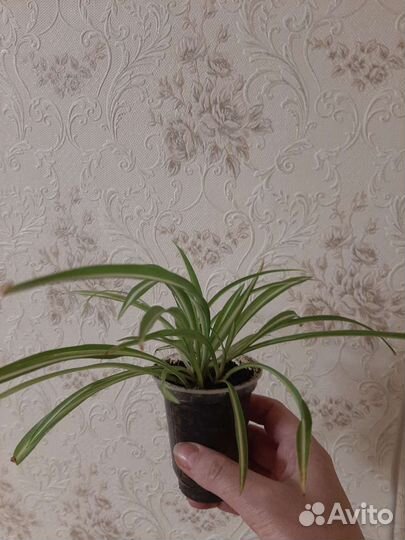 Хлорофитум Бони кудрявый,хохлатый