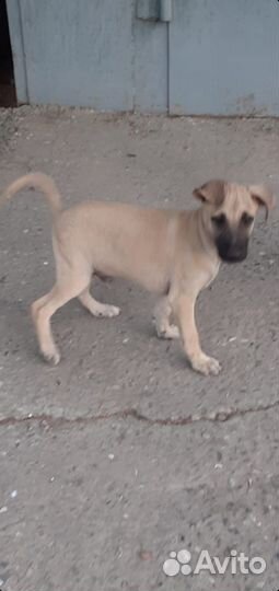 Щенки. Подростки. Все мальчики. Ищем ручки